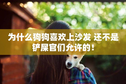 為什么狗狗喜歡上沙發 還不是鏟屎官們允許的！