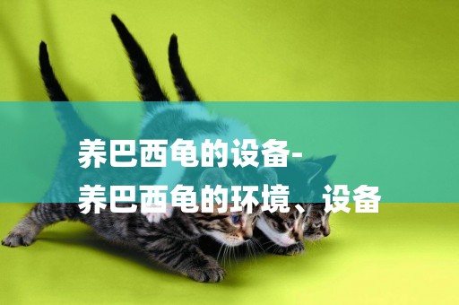 養巴西龜的設備-
養巴西龜的環境、設備