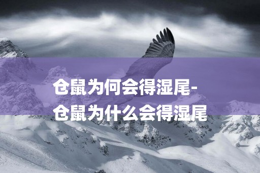 倉鼠為何會得濕尾-
倉鼠為什么會得濕尾