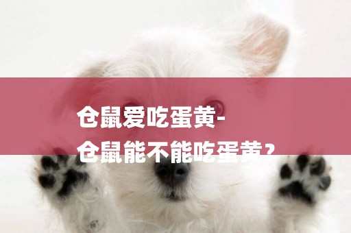 倉鼠愛吃蛋黃-
倉鼠能不能吃蛋黃？