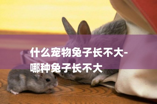 什么寵物兔子長不大-
哪種兔子長不大