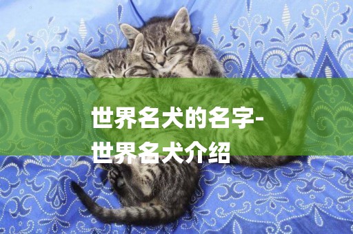 世界名犬的名字-
世界名犬介紹