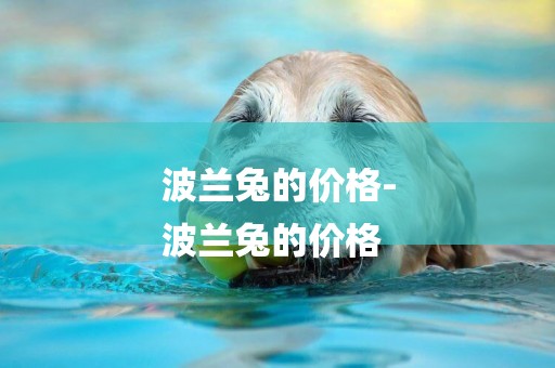 波蘭兔的價格-
波蘭兔的價格