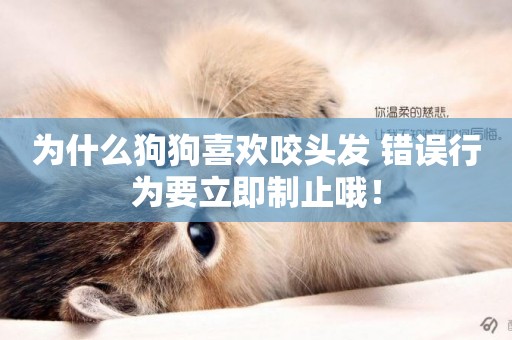 為什么狗狗喜歡咬頭發 錯誤行為要立即制止哦！