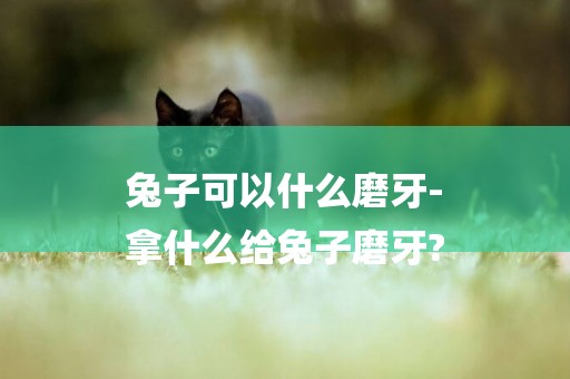 兔子可以什么磨牙-
拿什么給兔子磨牙?