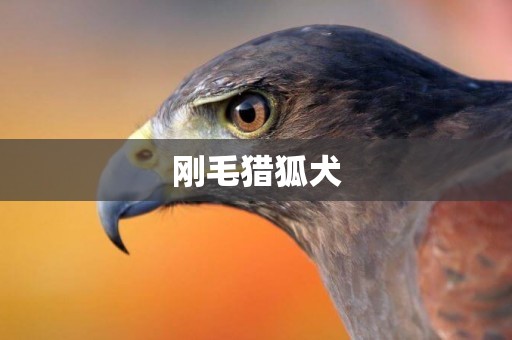 剛毛獵狐犬