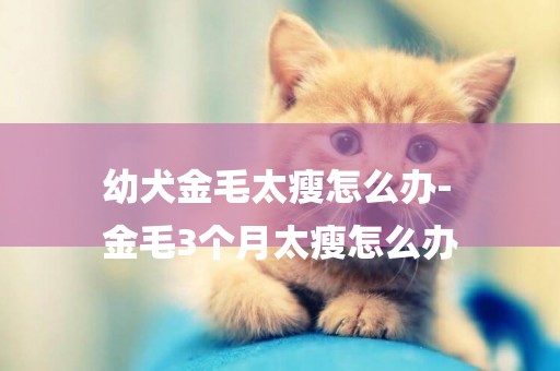 幼犬金毛太瘦怎么辦-
金毛3個月太瘦怎么辦