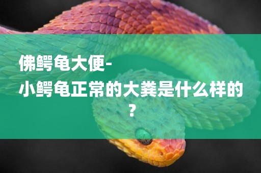 佛鱷龜大便-
小鱷龜正常的大糞是什么樣的？