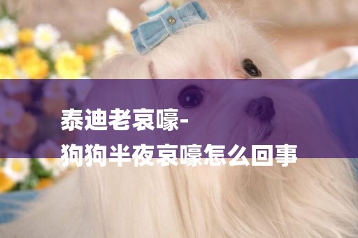 泰迪老哀嚎-
狗狗半夜哀嚎怎么回事