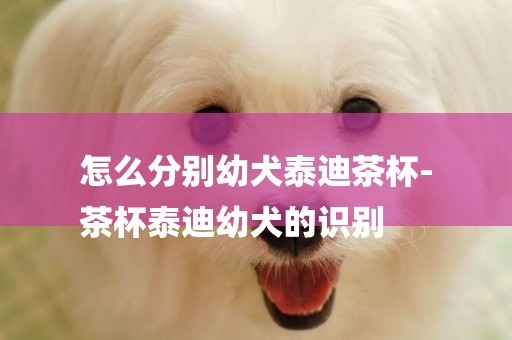 怎么分別幼犬泰迪茶杯-
茶杯泰迪幼犬的識別