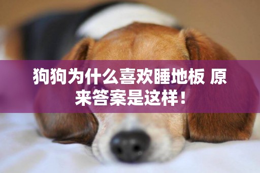 狗狗為什么喜歡睡地板 原來答案是這樣！
