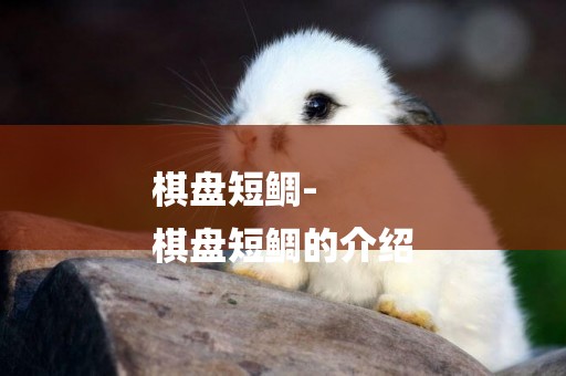 棋盤短鯛-
棋盤短鯛的介紹