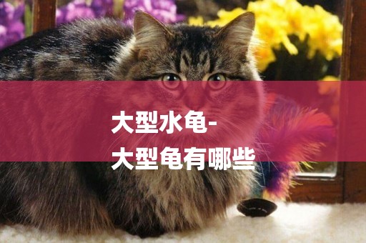 大型水龜-
大型龜有哪些
