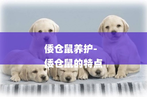 倭倉鼠養護-
倭倉鼠的特點