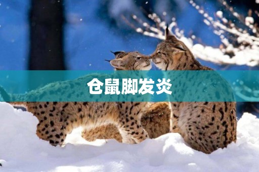 倉鼠腳發炎