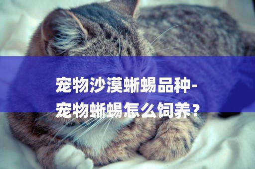 寵物沙漠蜥蜴品種-
寵物蜥蜴怎么飼養？
