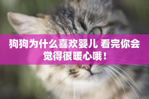 狗狗為什么喜歡嬰兒 看完你會覺得很暖心哦！