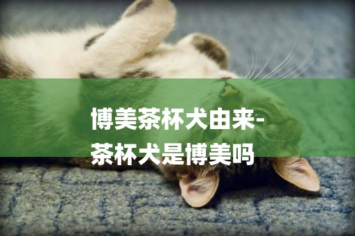 博美茶杯犬由來-
茶杯犬是博美嗎