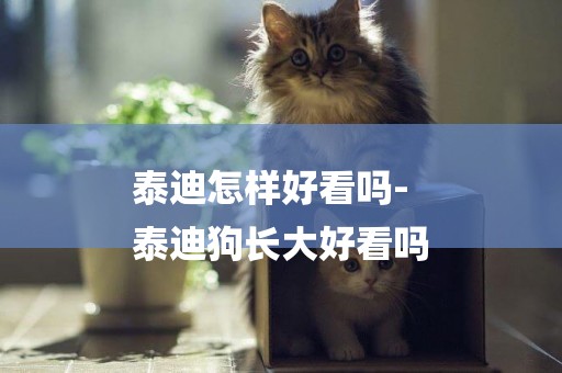 泰迪怎樣好看嗎-
泰迪狗長大好看嗎