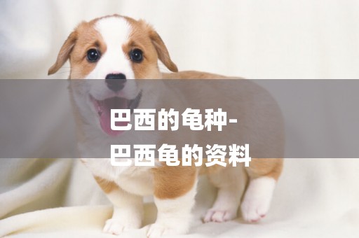巴西的龜種-
巴西龜的資料