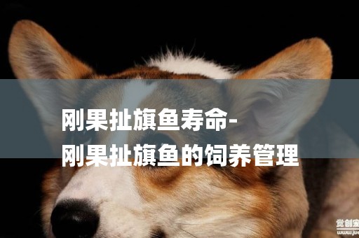 剛果扯旗魚壽命-
剛果扯旗魚的飼養管理
