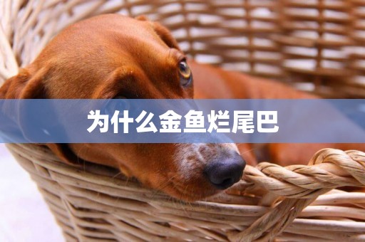 為什么金魚爛尾巴