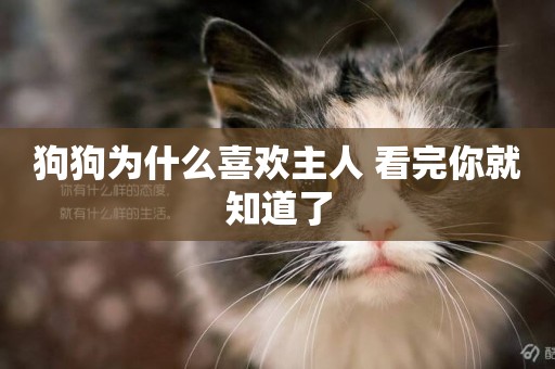 狗狗為什么喜歡主人 看完你就知道了