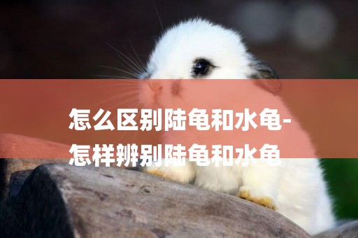 怎么區別陸龜和水龜-
怎樣辨別陸龜和水龜