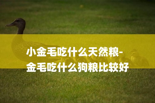 小金毛吃什么天然糧-
金毛吃什么狗糧比較好
