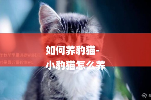 如何養豹貓-
小豹貓怎么養