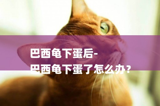 巴西龜下蛋后-
巴西龜下蛋了怎么辦？