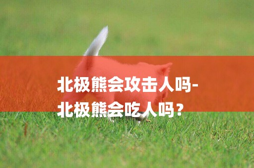 北極熊會攻擊人嗎-
北極熊會吃人嗎？