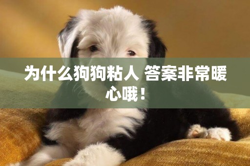 為什么狗狗粘人 答案非常暖心哦！