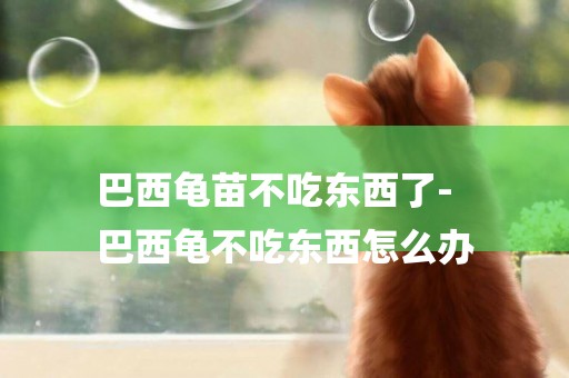 巴西龜苗不吃東西了-
巴西龜不吃東西怎么辦