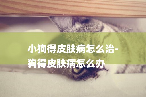 小狗得皮膚病怎么治-
狗得皮膚病怎么辦