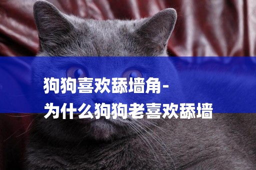 狗狗喜歡舔墻角-
為什么狗狗老喜歡舔墻