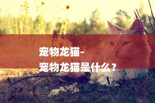 寵物龍貓-
寵物龍貓是什么？