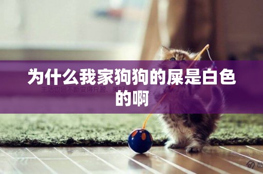 為什么我家狗狗的屎是白色的啊