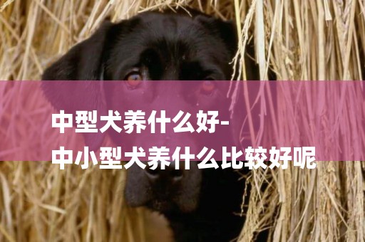 中型犬養什么好-
中小型犬養什么比較好呢