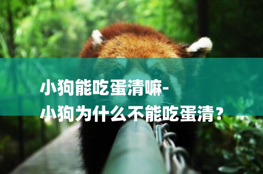小狗能吃蛋清嘛-
小狗為什么不能吃蛋清？
