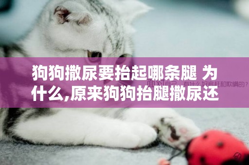 狗狗撒尿要抬起哪條腿 為什么,原來狗狗抬腿撒尿還這么講究