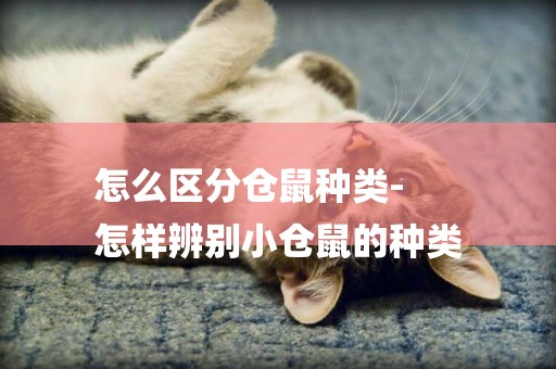 怎么區分倉鼠種類-
怎樣辨別小倉鼠的種類