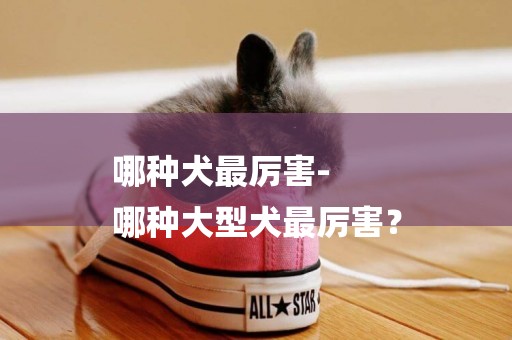 哪種犬最厲害-
哪種大型犬最厲害？