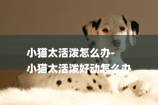 小貓太活潑怎么辦-
小貓太活潑好動怎么辦