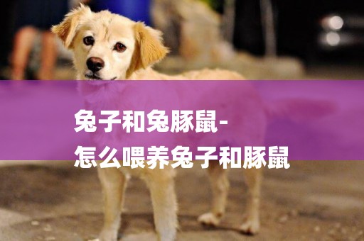 兔子和兔豚鼠-
怎么喂養兔子和豚鼠