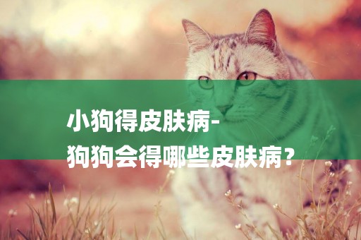 小狗得皮膚病-
狗狗會得哪些皮膚病？