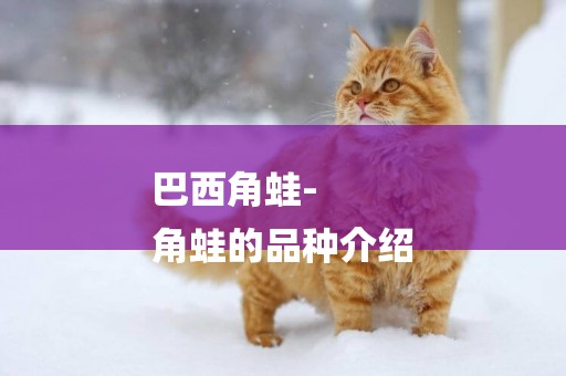 巴西角蛙-
角蛙的品種介紹