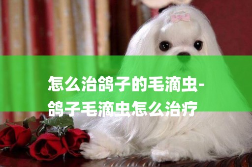 怎么治鴿子的毛滴蟲-
鴿子毛滴蟲怎么治療