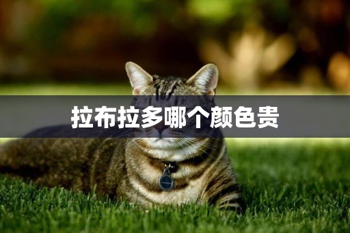 拉布拉多哪個顏色貴