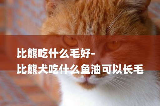 比熊吃什么毛好-
比熊犬吃什么魚油可以長毛